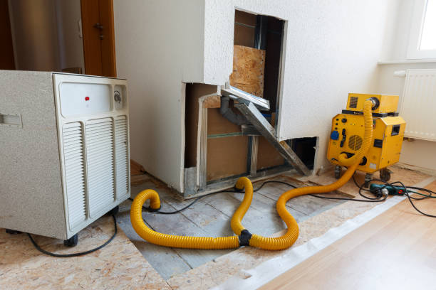 Best Basement Mold Removal  in Lepanto, AR